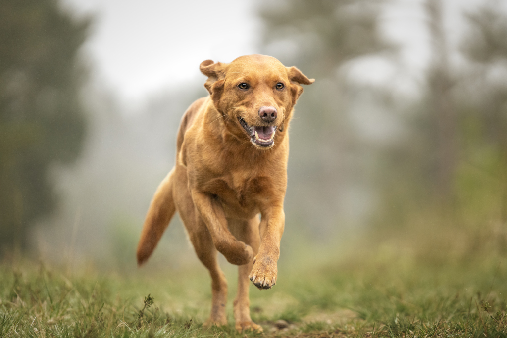 Fox Red Labrador Running