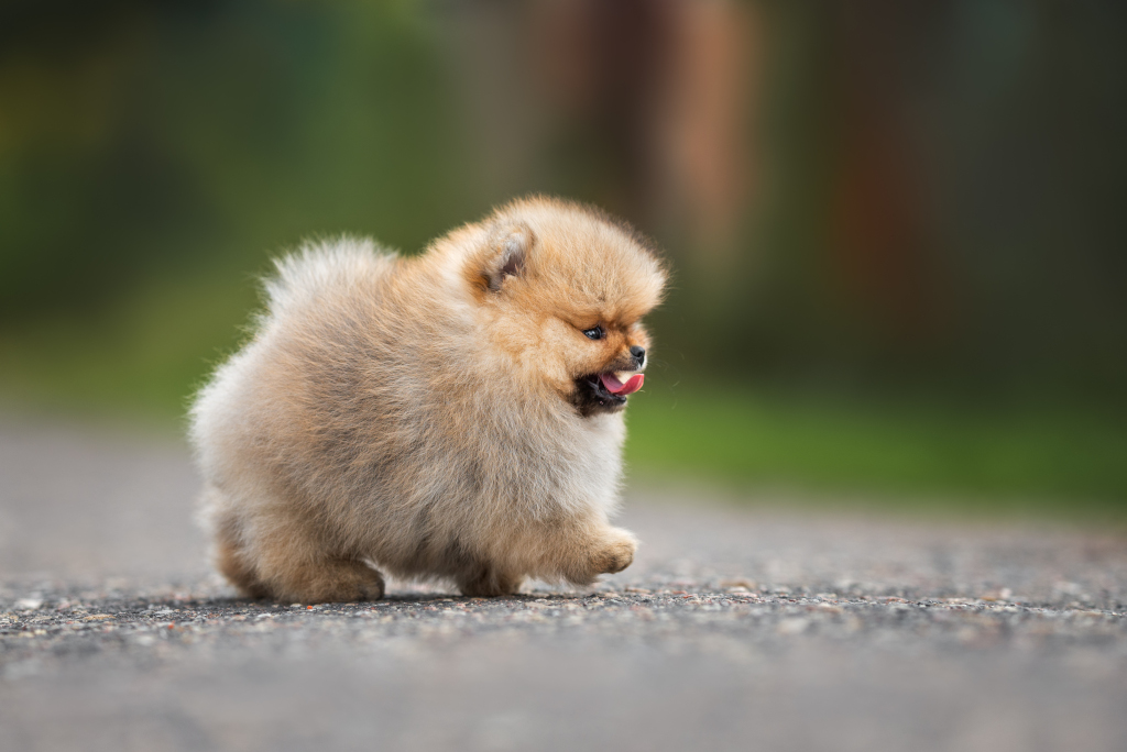 Teacup Pomeranian Dog Breed