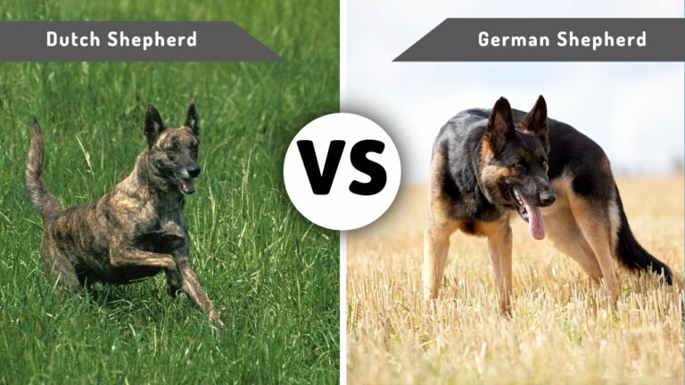 Dutch Shepherd Vs German Shepherd