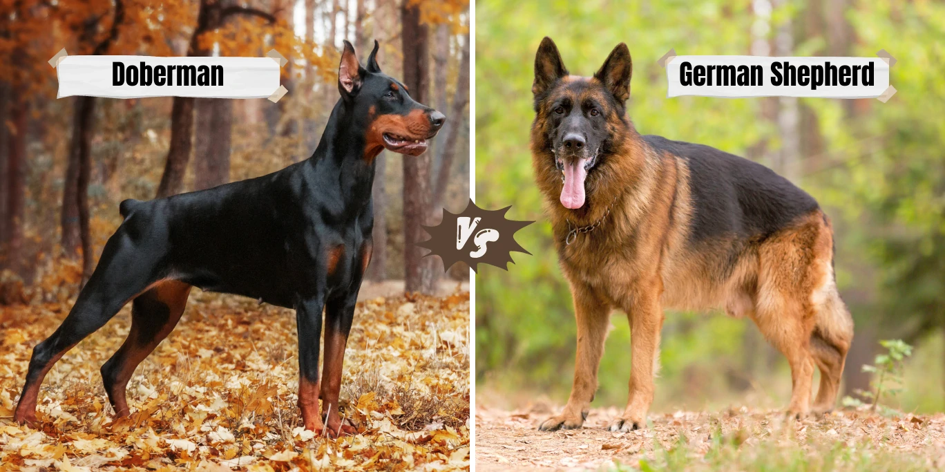 Doberman vs German Shepherd