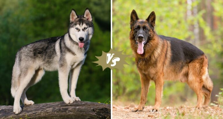 Featured - Siberian Husky vs German Shepherd