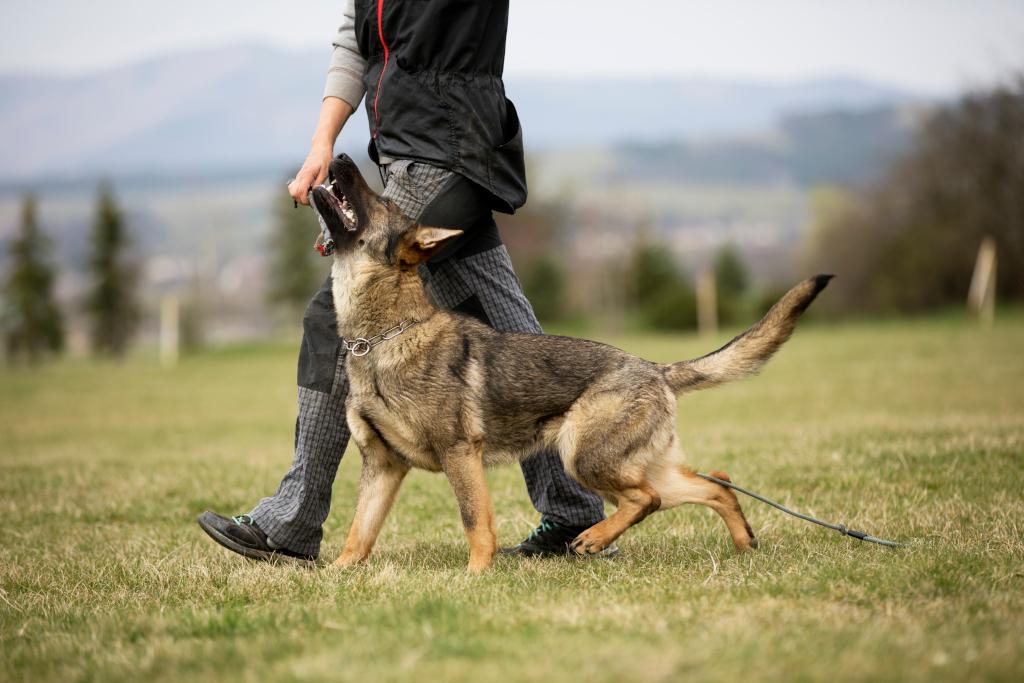 German Shepherd Obedience Training