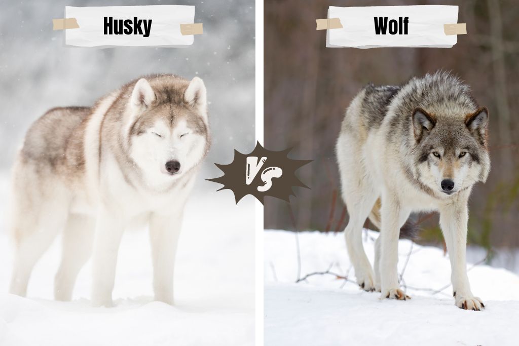 Husky vs. Wolf