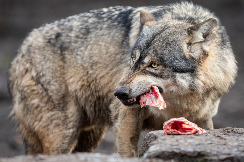 Wolf Diet
