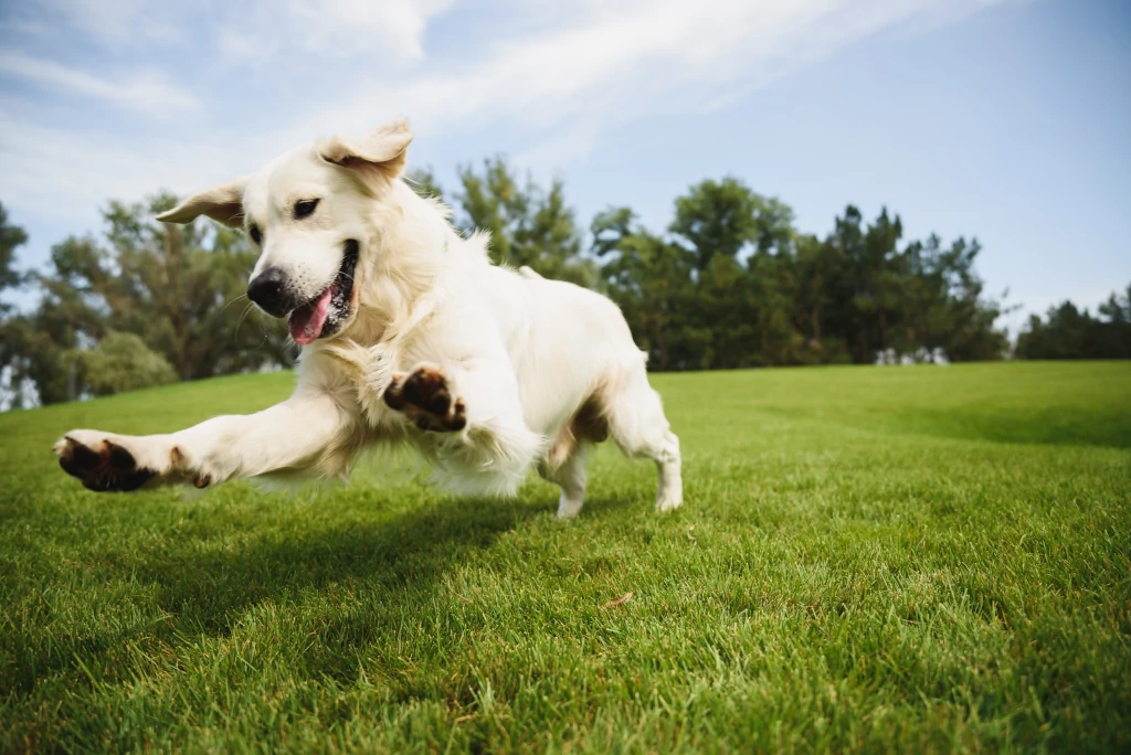 An English Golden Retriever plays in the park